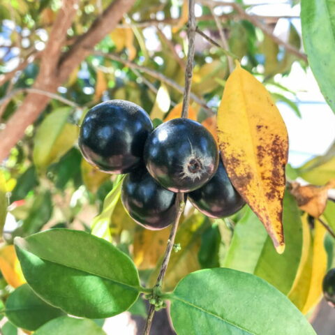 Eugenia candolleana
