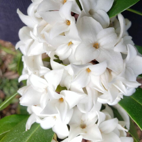 Daphne odora "Perfume Princess White"