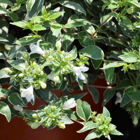 Abelia x grandiflora "Lucky Lots"
