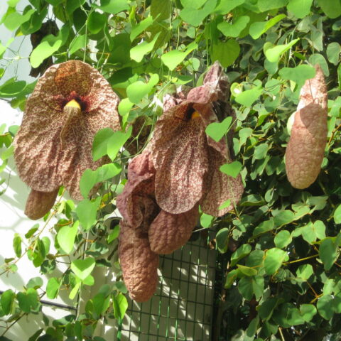 Aristolochia gigantea