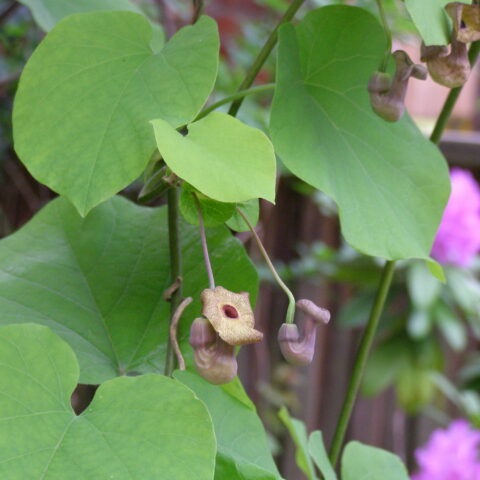 Aristolochia macrophylla