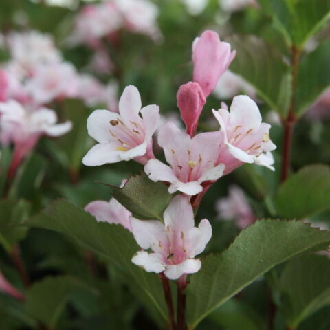 Weigela florida "Pink Poppet"