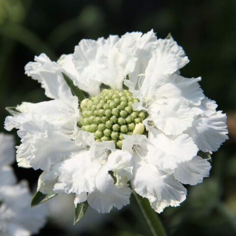 Scabiosa caucasica "Fama White"