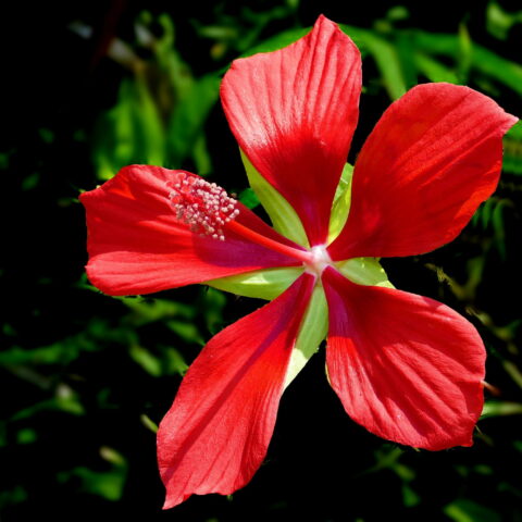 Hibiscus coccineus