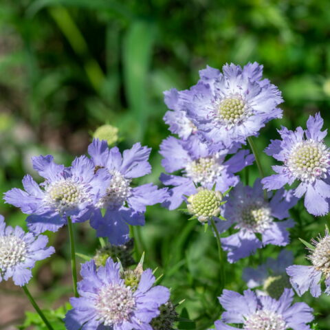 Scabiosa caucasica "Fama Deep Blue"