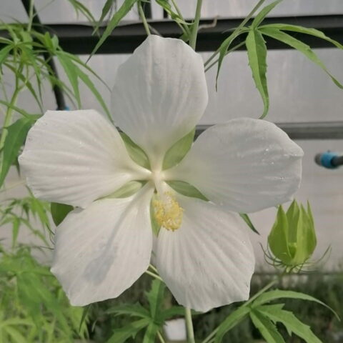Hibiscus coccineus "Bianco"