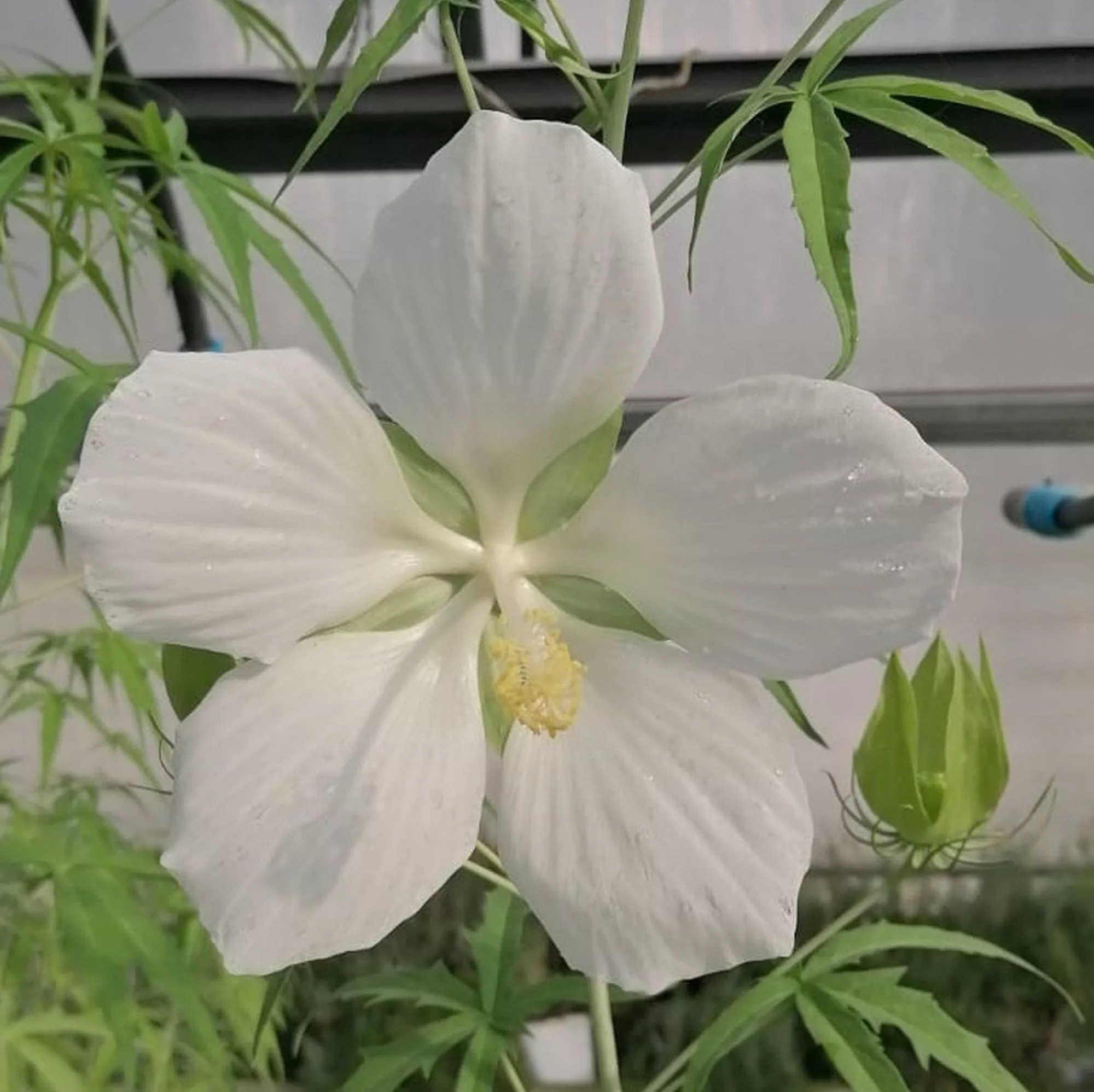 Hibiscus coccineus "Bianco"