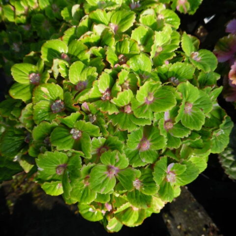 Hydrangea macrophylla "Rembrandt Vibrant Verde"