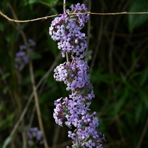 Buddleja alternifolia