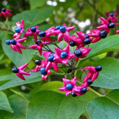 Clerodendrum trichotomum var. fargesii
