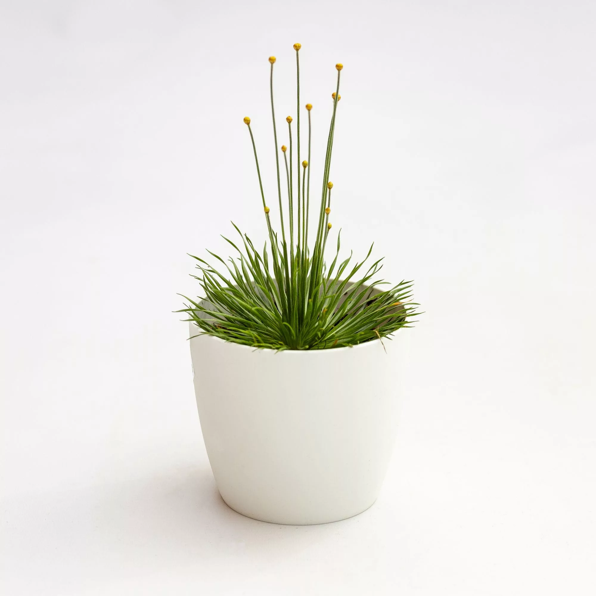 Syngonanthus chrysanthus "Mikado"