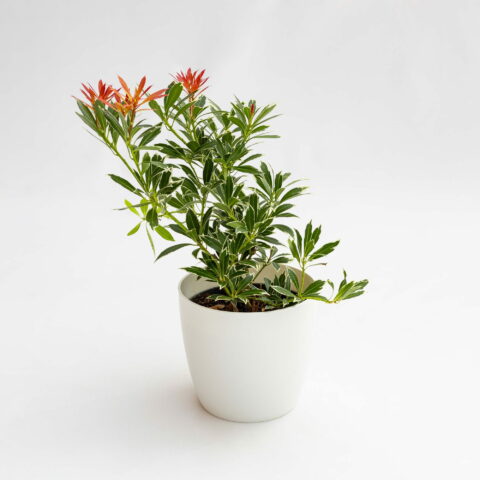 Pieris japonica "Flaming Silver"