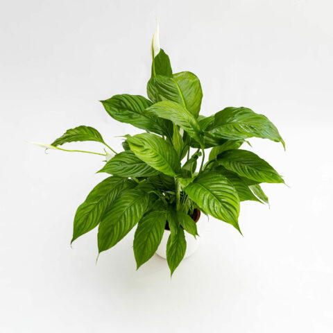 Spathiphyllum wallisii