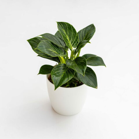 Philodendron "Birkin"