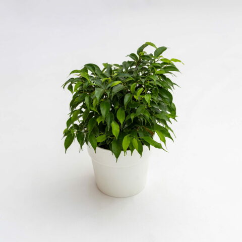 Ficus benjamina "Kinky"