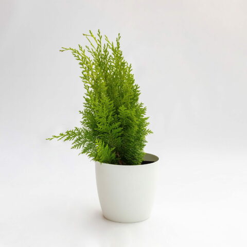 Chamaecyparis lawsoniana "Ivonne"