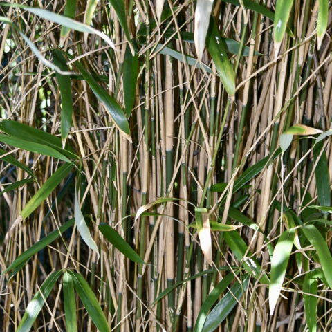 Pseudosasa japonica