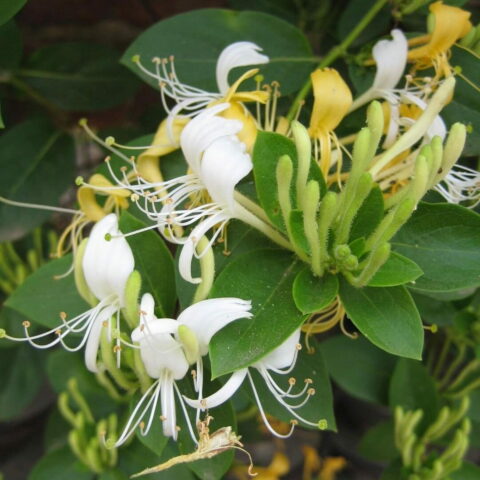 Lonicera japonica "Hall's Prolific"