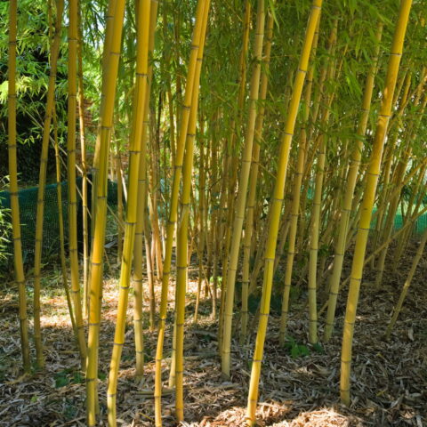 Phyllostachys aureosulcata "Aureocaulis"