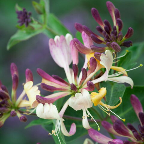 Lonicera periclymenum "Chic & Choc"