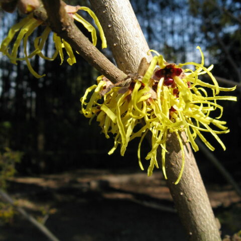 Hamamelis x intermedia "Pallida"
