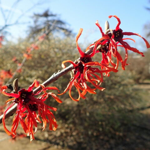 Hamamelis x intermedia "Ruby Glow"