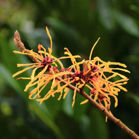 Hamamelis x intermedia "Aphrodite"