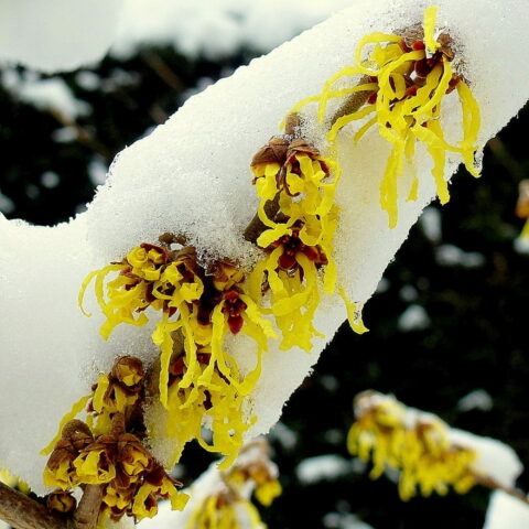 Hamamelis x intermedia "Arnold Promise"