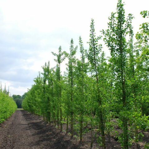Ginkgo biloba "Tremonia"