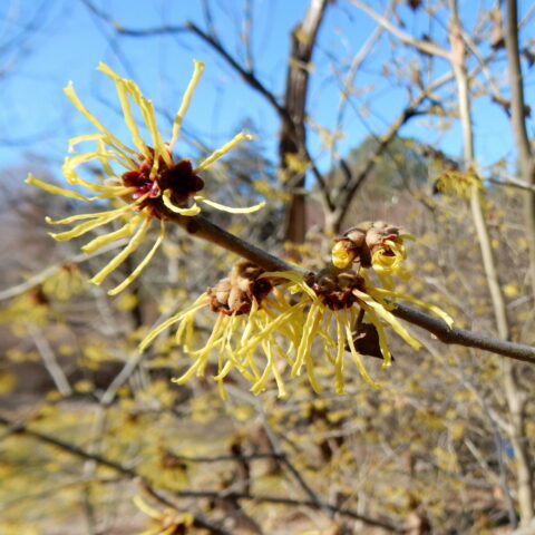 Hamamelis mollis