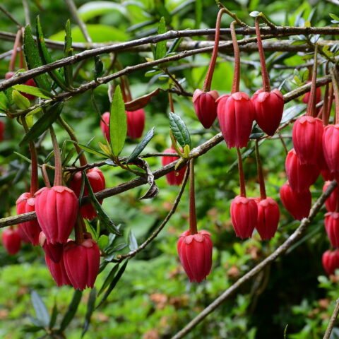 Crinodendron hookerianum