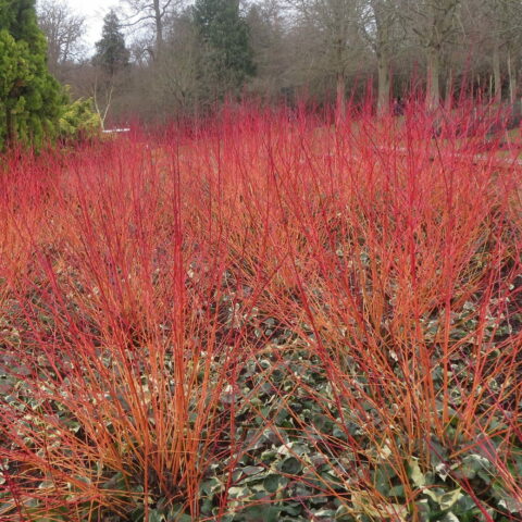 Cornus sanguinea "Anny's Winter Orange"