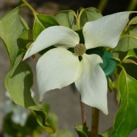 Cornus kousa var. chinensis "China Girl"