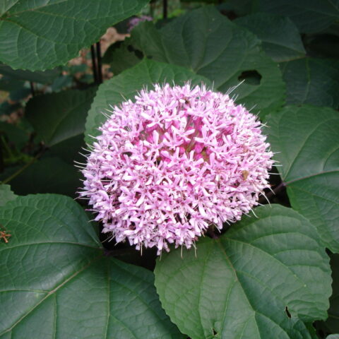 Clerodendrum bungei