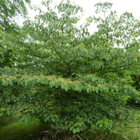 Cornus controversa