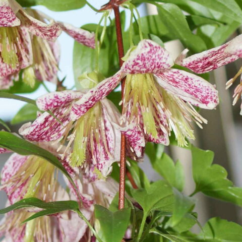 Clematis cirrhosa "Advent Bells"