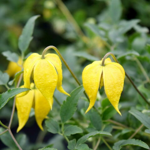 Clematis "Little Lemon"