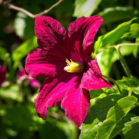 Clematis "Niobe"