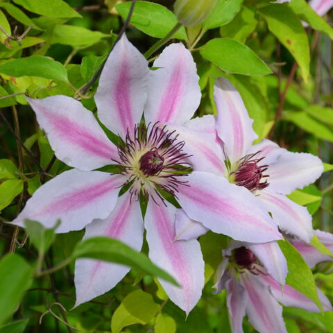 Clematis "Nelly Moser"