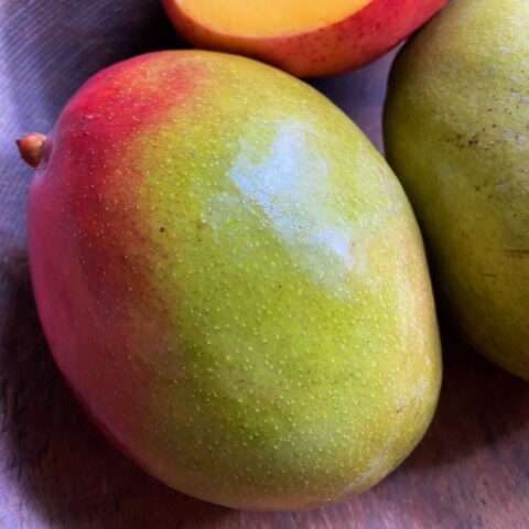 Mangifera indica "Keitt"