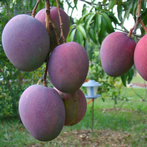 Mangifera indica "Tommy Atkins"