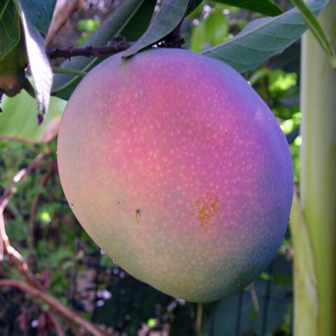 Mangifera indica "Maya"