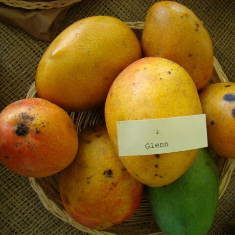 Mangifera indica "Glenn"