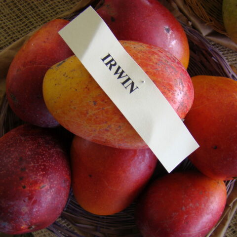 Mangifera indica "Irwin"