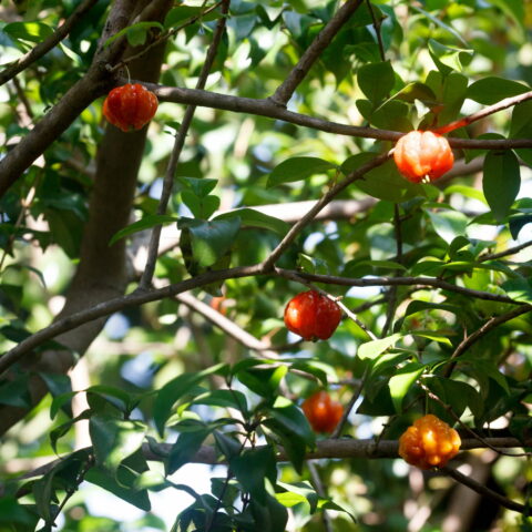 Eugenia uniflora