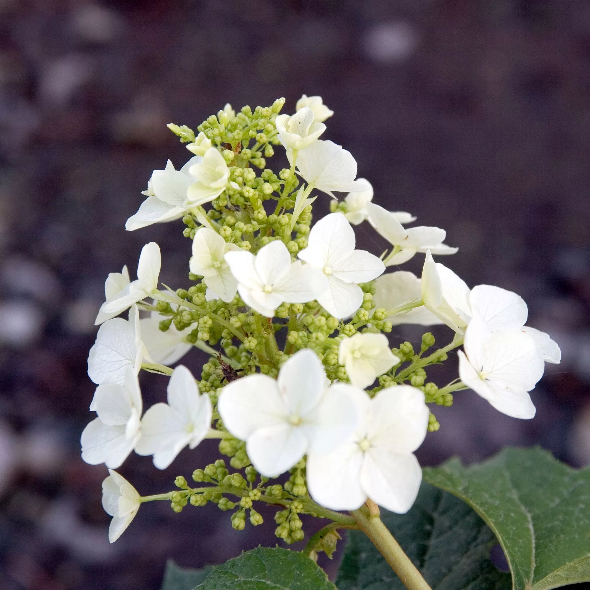 Hydrangea quercifolia "Pee Wee"