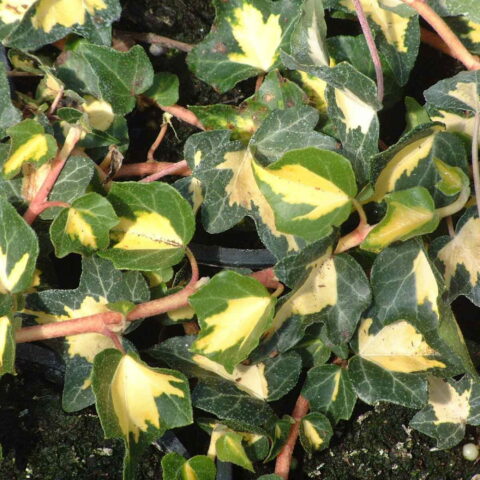 Hedera helix "Goldheart"