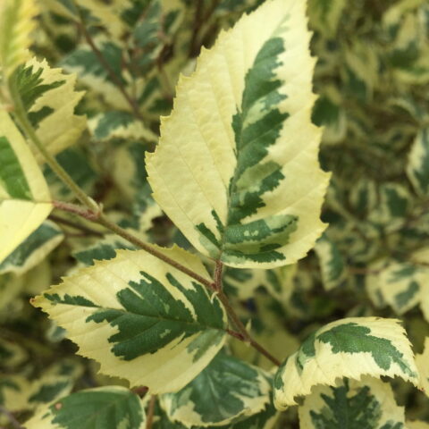 Betula nigra "Shiloh Splash"