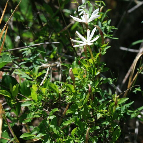 Jasminum multipartitum