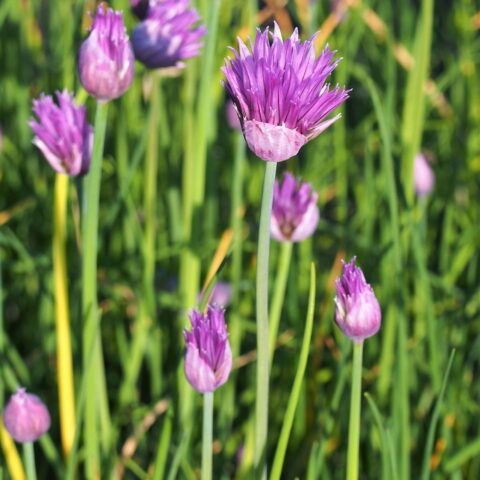 Erba cipollina